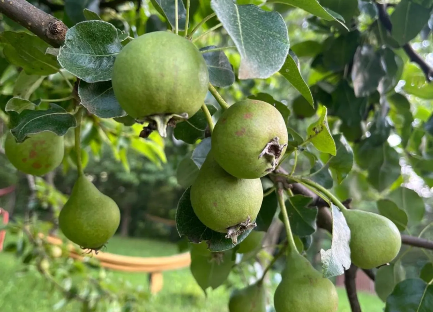 Green House Stara Susica